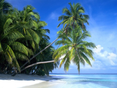 Image green palm tree on white sand beach during daytime