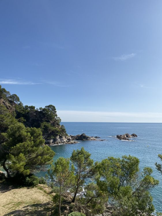 海岸, 大海, 植被, 海洋, 岸边 壁纸 1536x2048 允许
