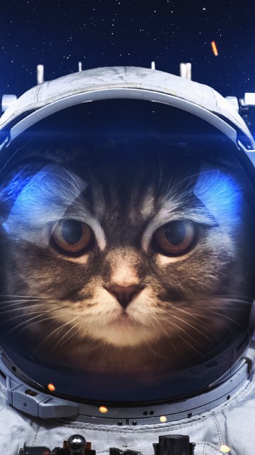 Image black and white cat in blue and white suit