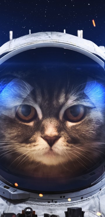 Image black and white cat in blue and white suit