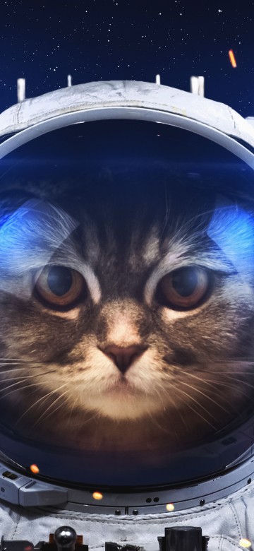 Image black and white cat in blue and white suit