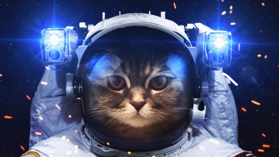 Image black and white cat in blue and white suit