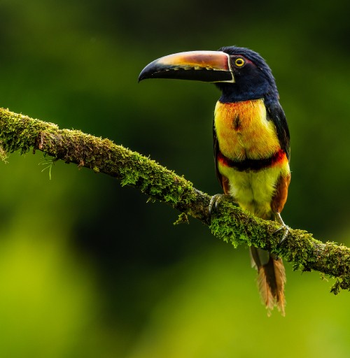 Image black yellow and red bird on brown tree branch