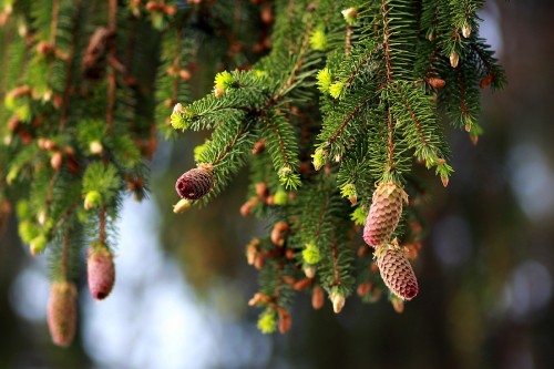 Image green pine cones on green pine tree