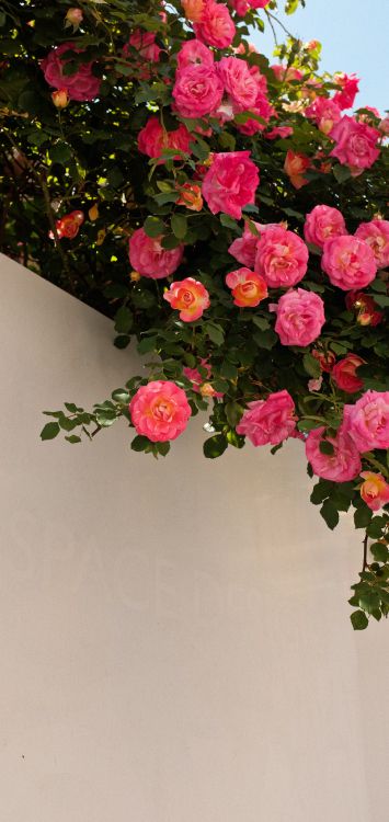 Pétalo, Híbrido de té de Rosa, la Botánica, Rosa, la Cubierta Vegetal. Wallpaper in 1515x3200 Resolution