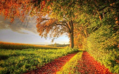 Image red and yellow leaves on ground near body of water during daytime