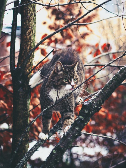 Image brown tabby cat on tree branch