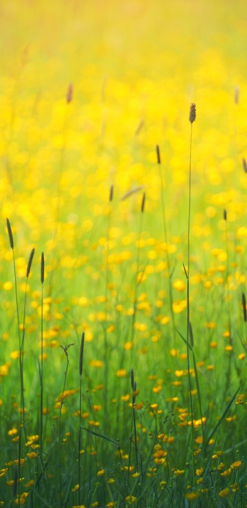 Image flower, yellow, plant, water, People in nature