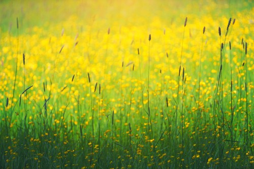 Image flower, yellow, plant, water, People in nature