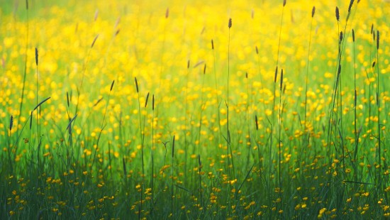 Image flower, yellow, plant, water, People in nature