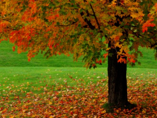 Image red and green leaves on ground