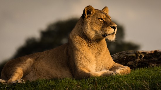 Image brown lioness lying on black rock during daytime