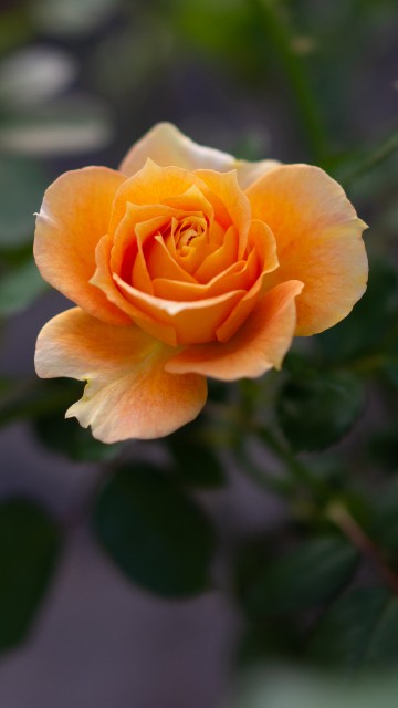 Image yellow rose in bloom during daytime