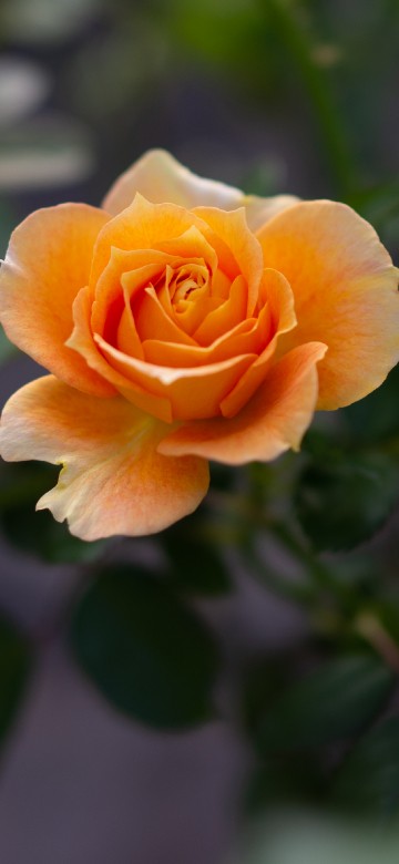 Image yellow rose in bloom during daytime