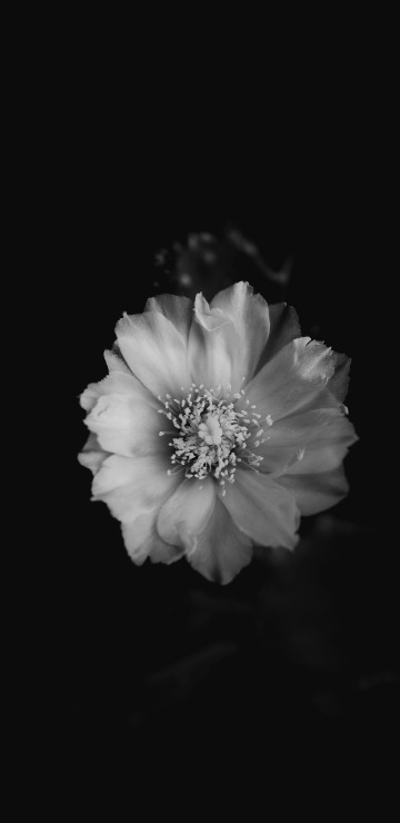 Image grayscale photo of white flower