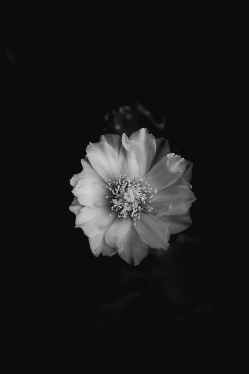 grayscale photo of white flower