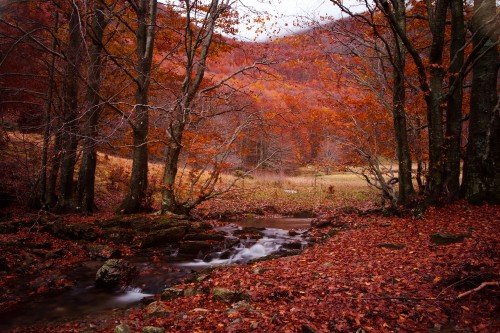 Image brown trees near river during daytime