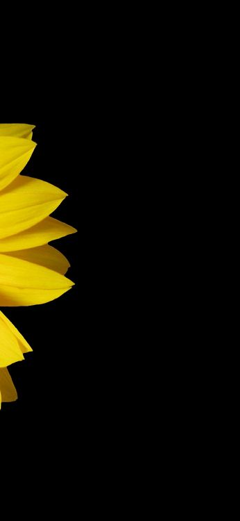 Girasol, Arte de la Flor de la Floricultura, 59090-000, Pétalo, Tintes y Matices. Wallpaper in 1080x2340 Resolution