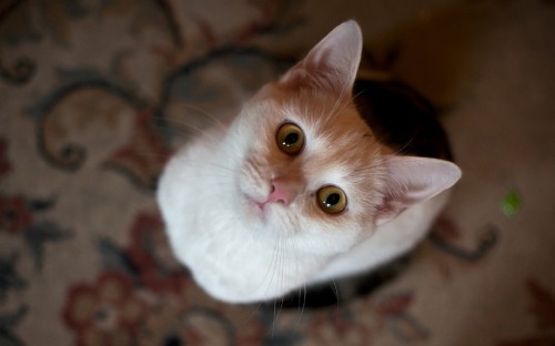 Image white and orange cat on brown textile