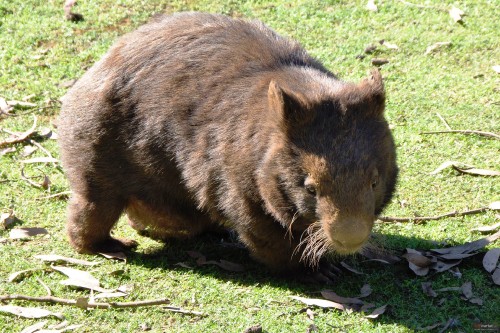 Image brown and black animal on green grass during daytime