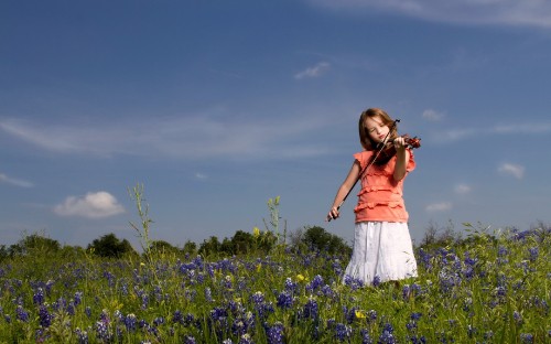 Image violin, meadow, wildflower, spring, bow