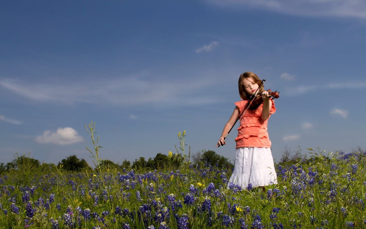 violin, meadow, wildflower, spring, bow