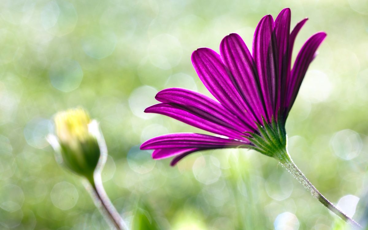 Purple, Color, Botanique, Pétale, Plante Herbacée. Wallpaper in 2880x1800 Resolution