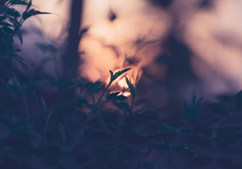 Image nature, leaf, branch, grass, atmosphere