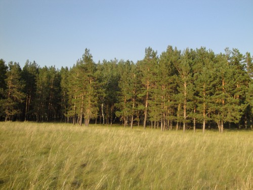 Image green trees under blue sky during daytime