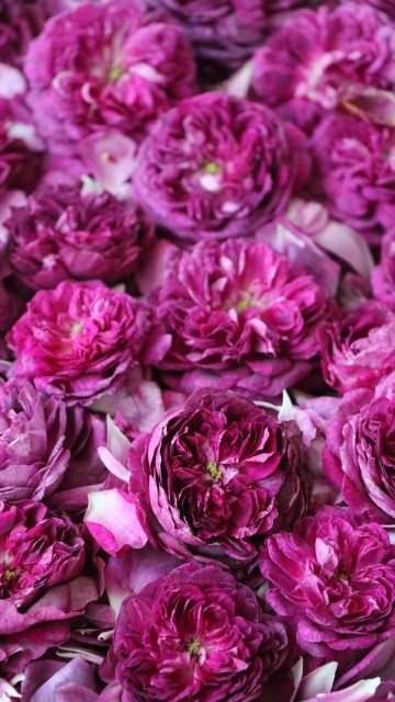Image pink flower petals in close up photography