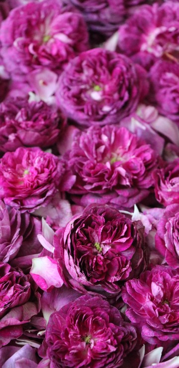 Image pink flower petals in close up photography