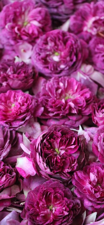 Image pink flower petals in close up photography