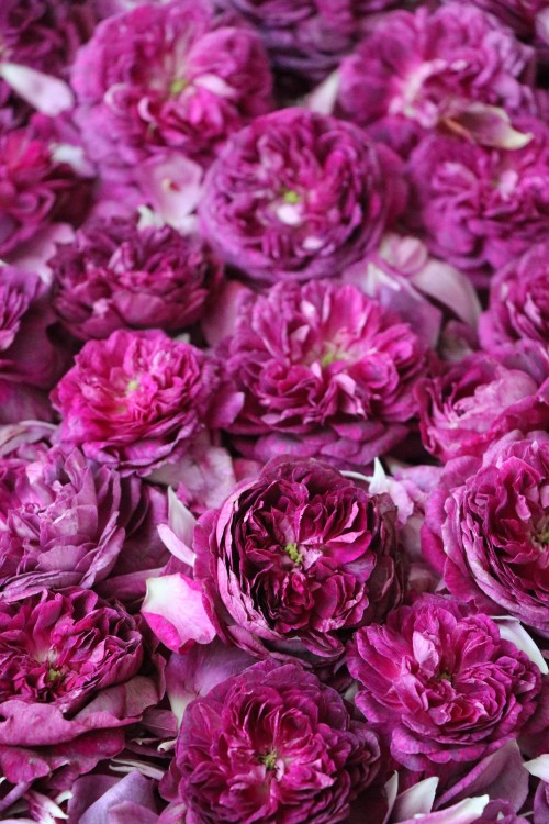 Image pink flower petals in close up photography