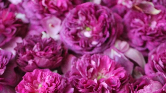 Image pink flower petals in close up photography