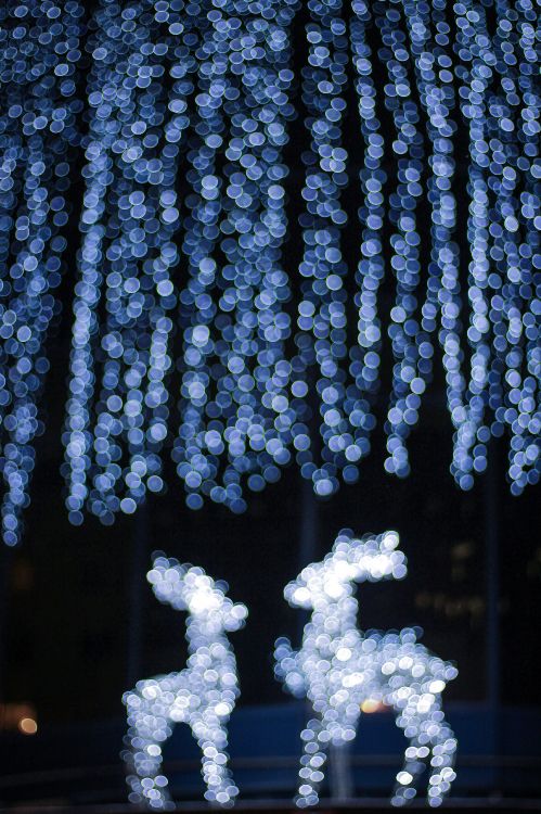 Christmas Day, blue, light, tree, winter