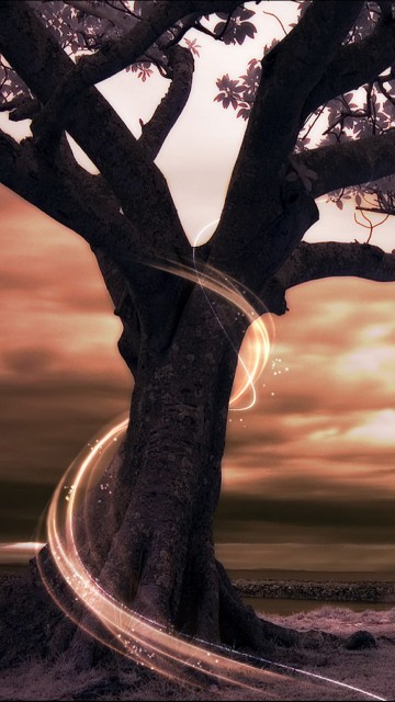 Image black tree on gray sand during sunset