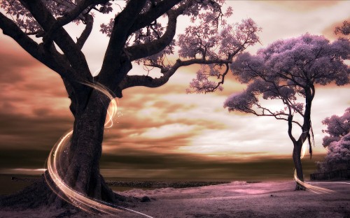 Image black tree on gray sand during sunset