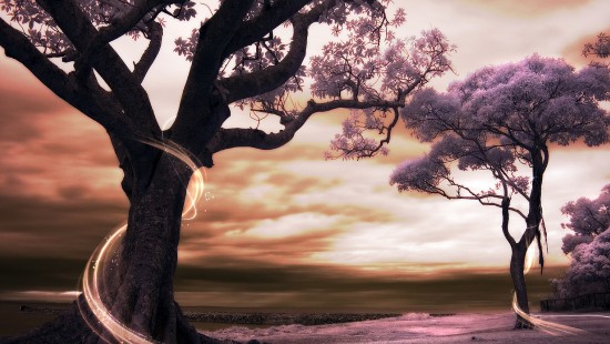 Image black tree on gray sand during sunset