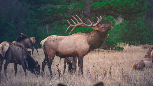 Image brown moose on brown grass field during daytime