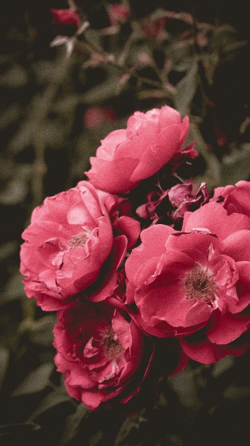 Image pink flowers in tilt shift lens