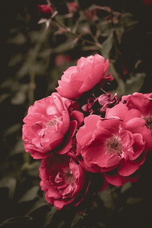 Image pink flowers in tilt shift lens