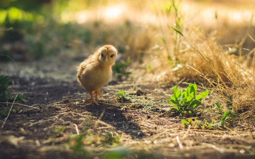 Image yellow chick on brown grass during daytime