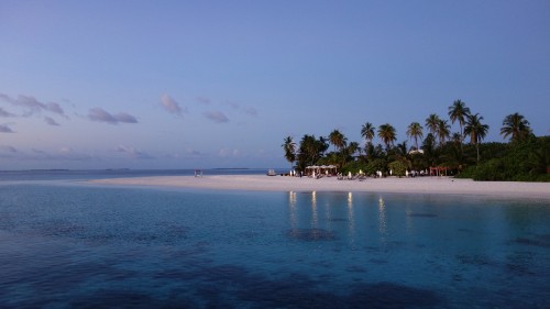 Image green palm trees on beach during daytime