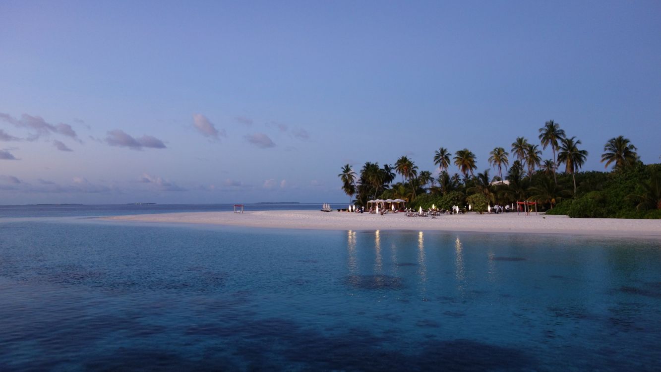 green palm trees on beach during daytime