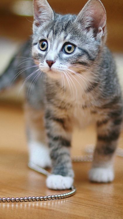 Backenbart, Katze, Dogge, Tierheim, Tier-Rettungs-Gruppe. Wallpaper in 1080x1920 Resolution