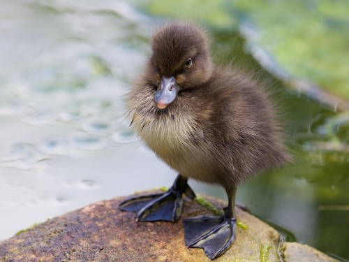 Image brown duck on rock near water during daytime