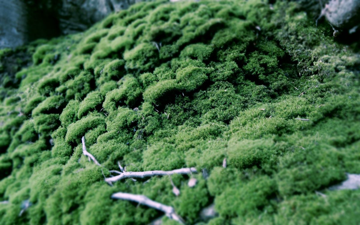 Entorno Natural, Planta Terrestre, Evergreen, Paisaje Natural, la Cubierta Vegetal. Wallpaper in 2560x1600 Resolution