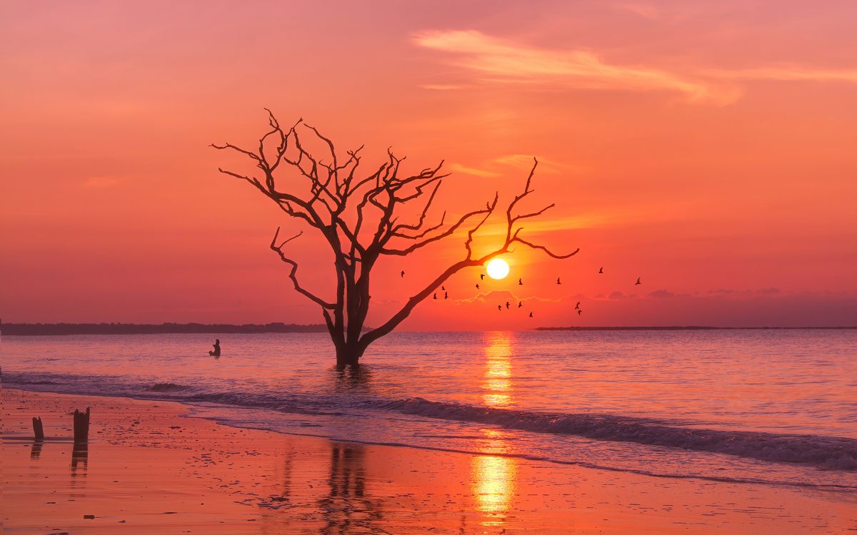 sunrise, horizon, sea, evening, дерево закат птицы