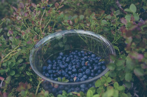 Image black round fruits in clear glass bowl