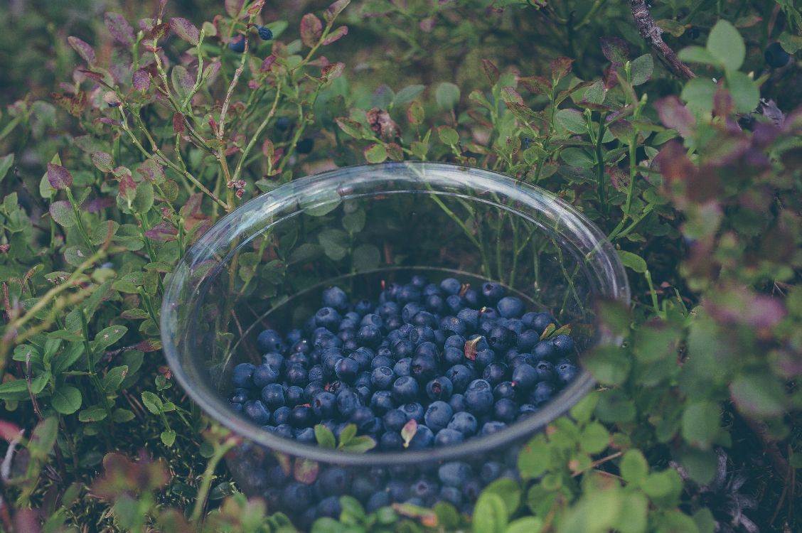 black round fruits in clear glass bowl